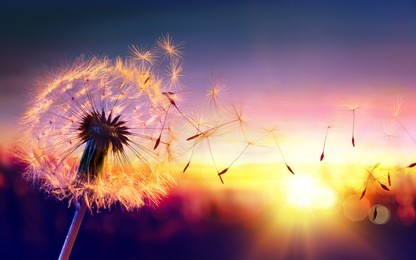 dandelion to sunset - freedom to wish
