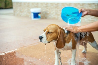 bathing beagle dog
