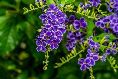 violet flower on green leaves background ; blue violets


