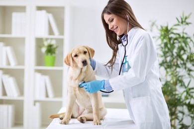 veterinarian doctor and a labrador puppy at vet ambulance