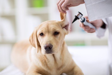 hearing checkup of labrador dog in vet ambulance