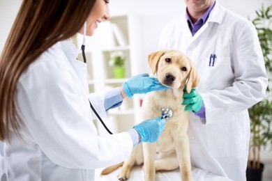 smiling veterinary examining dog at clinic