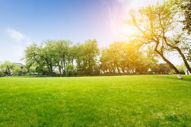 the beautiful green lawn in the spring park