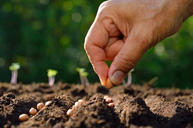 farmer's hand planting seed in soil