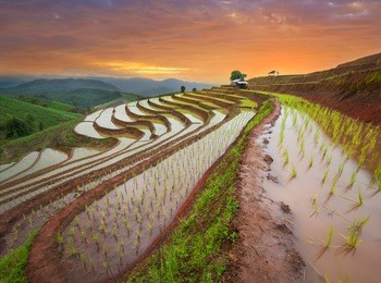 twilight on rice fields for rice terraces in mountain 