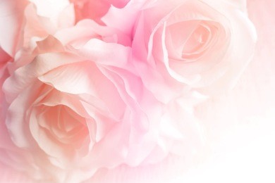 sweet color roses in soft style for background