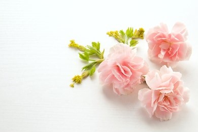 mother's day card. pink carnations.