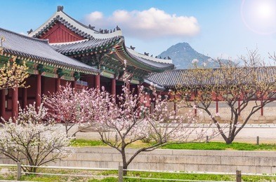 cherry blossom in spring of gyeongbokgung palace in seoul,korea