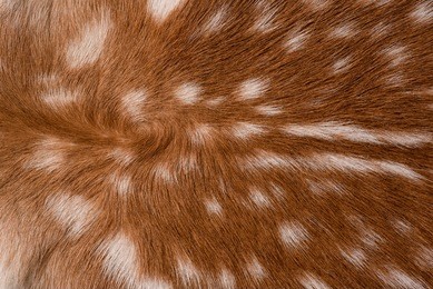 texture of real axis sika deer fur