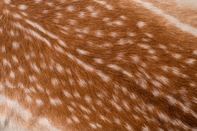 texture of real axis sika deer fur