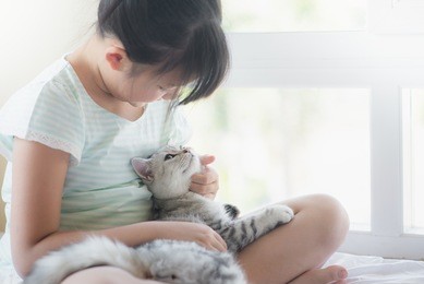 beautiful asian girl playing with american shorthair cat on the bed