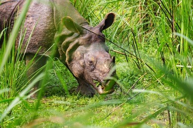 rhino is eating the grass in wildlife, chitwan national park, nepal