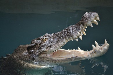 crocodile