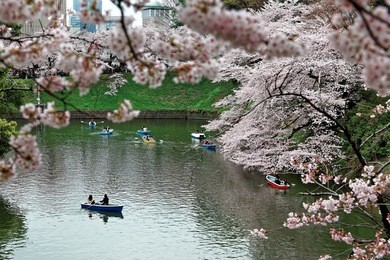 tourists rowing boats merrily on a canal under beautiful sakura trees in chidorigafuchi park, tokyo ( blurred background ) ~ sakura hanami ( viewing cherry blossoms ) is a popular activity in japan