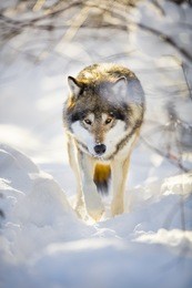 hunting wolf with wild eyes walking in beautiful winter forest