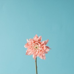 pink flower on sky background. minimal concept.
