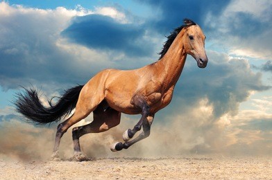 running bay horse against blue sky
