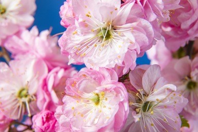 close up view to flowering cherry tree