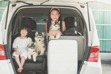 happy asian children and siberian husky puppies sitting in the car