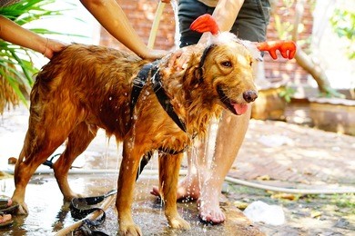 so hot showers  my dog.
