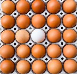 eggs carton with duck egg,eggs in a box,eggs difference concept