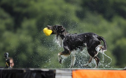 border collie shakes off water after completing jump in dock dog big air jump competition