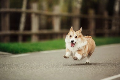 pembroke welsh corgi, dog welsh corgi running outdoors.
