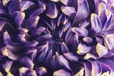 close up of a purple celebration mum