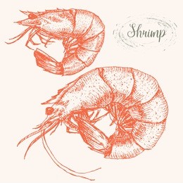 vector retro graphics, drawing shrimp, isolated object, hatching