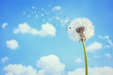 dandelion with seeds blowing away in the wind across a clear blue sky with copy space