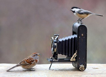 birds and antique camera