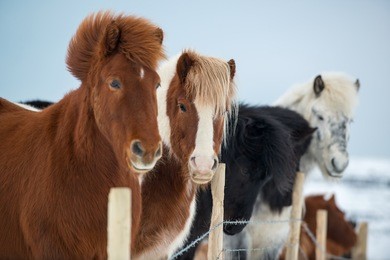 beautiful icelandic horses in winter, iceland