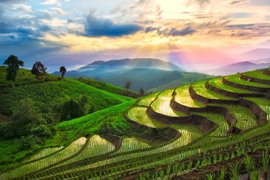 terraced rice field in chiangmai, thailand