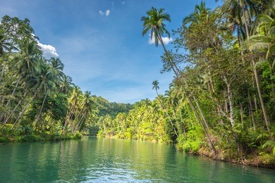 view of  jungle green river loboc at bohol island of philippines
