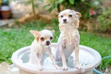 focus on chihuahua face : longhair chihuahua and pomeranian dogs in refreshing shower