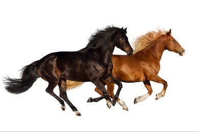 two horse run gallop isolated on white background