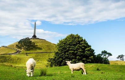 those sheep are on one tree hill, auckland 