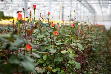 plantation roses in a greenhouse