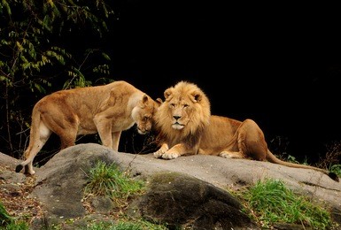 love among animals - loving pair of lion and lioness who are just made for each other