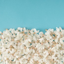 white flowers on blue background. flat lay