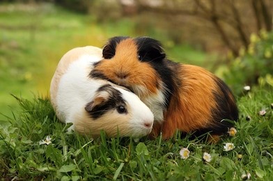 guinea pig friends
