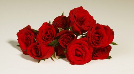 beautiful red roses