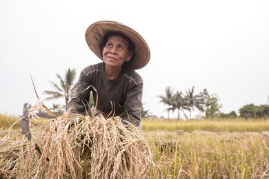 asian farmer wear hat working in rice fields.it's harvest time at thailand.