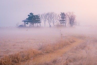 morning mist prairie grass,autumn tall grass prairie in fog.