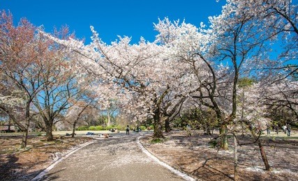 cherry blossom in the shinjuku gyoen national gardens in tokyo, japan
