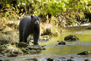 black bear (ursus americans) - water's edge anticipation