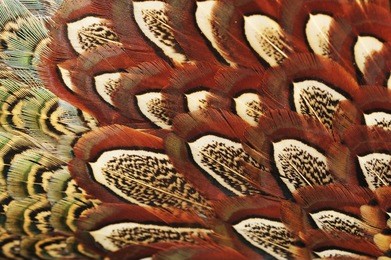 texture pheasant feather