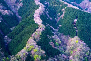 namego valley at morning,kamikitayama village,nara,japan