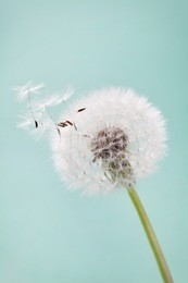 beautiful dandelion flowers with flying feathers on turquoise background, vintage card, macro.