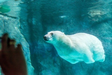 polar bear (also known as thalarctos maritimus or ursus maritimus) swimming under water.